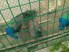 -武汉紫薇都市田园