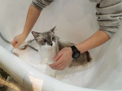 -momokira米努特·德文卷毛猫·棉花面纱犬