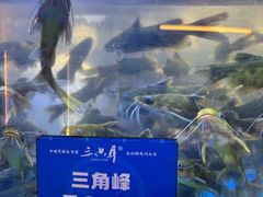 -三只耳冷锅鱼火锅(玉林店)