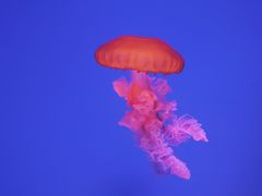 -芜湖新华联大白鲸海洋公园