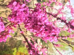 iphone_upload_pic-西安青龙寺遗址景区