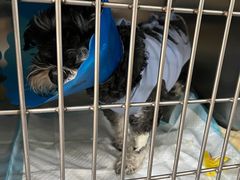-伟伟宠物医院·CT影像中心·瑞派犬猫综合性门诊(汉口总院)