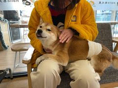 -南京Hallo宠物乐园·哈罗犬舍·柴犬繁育基地