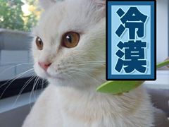 -喵的天空名猫咖啡馆·撸猫·猫舍·用品