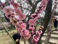-无锡梅园公园