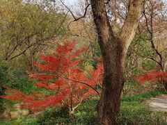 -句容茅山景区
