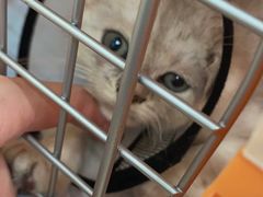 -凯特喵百思猫专科医院