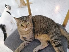 -喵园·猫主题咖啡厅·撸猫·猫咖(国贸店)