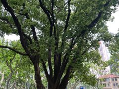 -徐家汇源景区-衡山公园