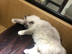 -滚猫咖啡·猫咖·猫友好撸猫(未来城店)