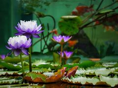-上海辰山植物园