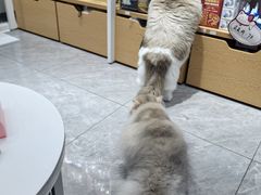 -爱洗澡的猫(天河路店)