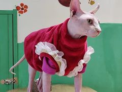 -藏猫猫咖啡主题馆(中央大道店)