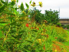 -永定河休闲森林公园