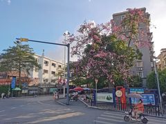 -长洲岛