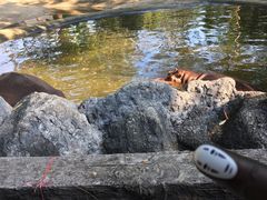 -清迈夜间动物园