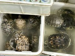 -华声天桥民俗文化园