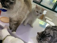 -喵的天空名猫咖啡馆·撸猫·猫舍·用品