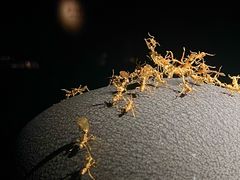-深圳珠宝博物馆