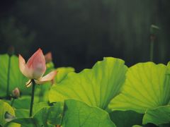 -莲湖公园