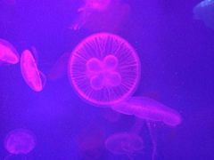 iphone_upload_pic-常州海昌海洋探索馆