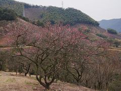 -新建村梅花