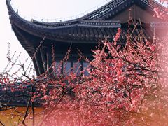 -红梅公园