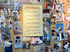 -翊宠yipet猫狗购宠庄园犬舍•猫舍