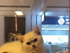 -爪爪喵星球·猫舍(前海卓越店)