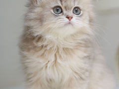 -lincat·猫舍(广州店)