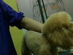 -酷狗靓猫宠物·洗护·美容·寄养(航北路店)