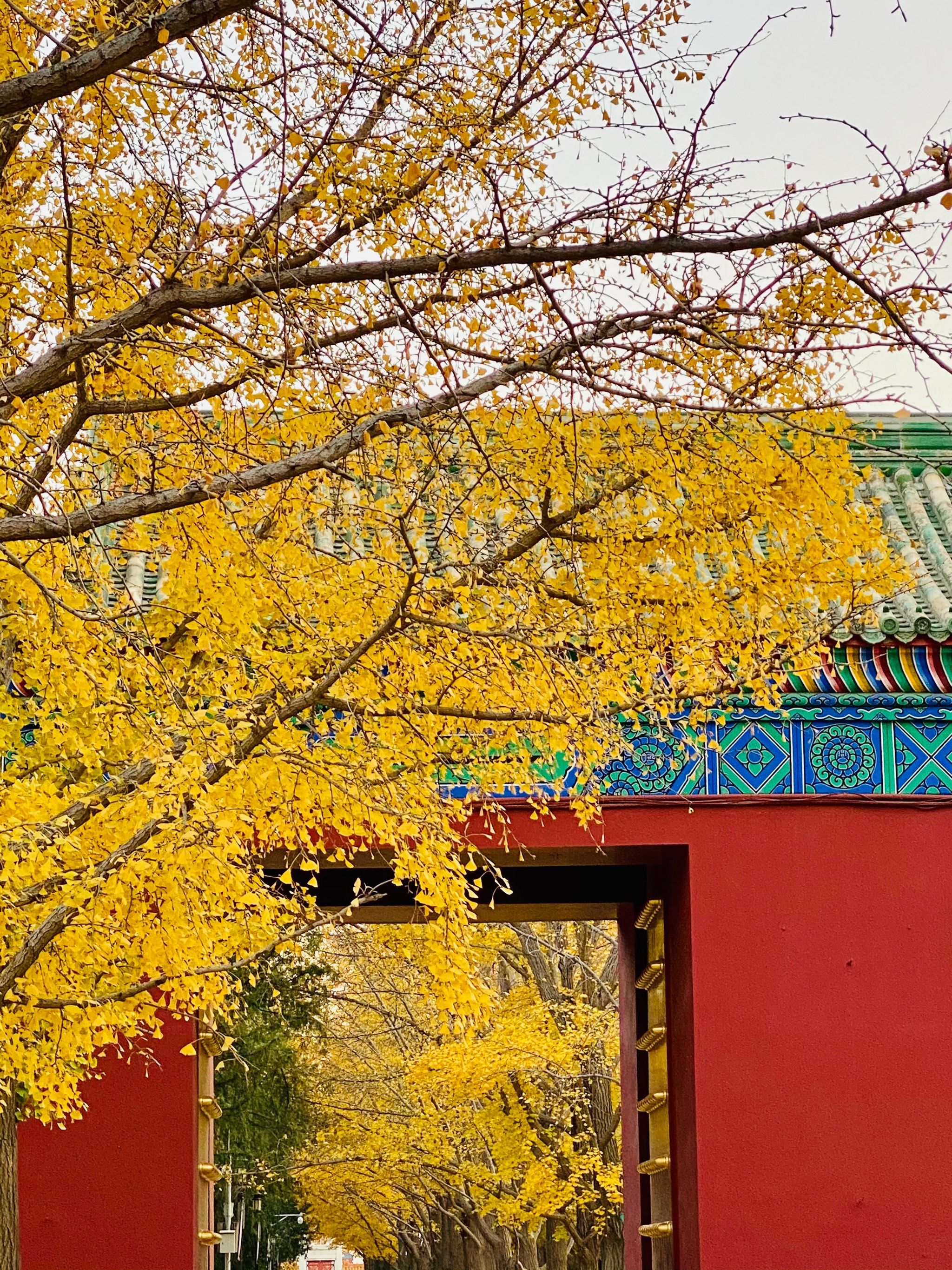 [愉快]地坛公园的秋天还是那么美,每年来看银杏叶也成为了一个习惯.