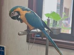 -观桥阁(锦溪店)