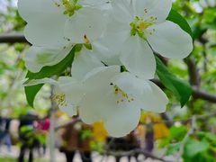 -海棠花溪(元大都城垣遗址公园)