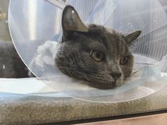 -萌兽医馆·犬猫专科·眼科中心·宠物医院(朝阳门分院)