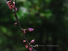 -国家植物园