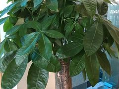 -小茶闲舍·观景商务茶馆(广州塔店)