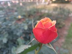 -人民公园(罗湖区)