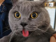 -喵zoo家庭繁育猫舍(尖东智能花园店)