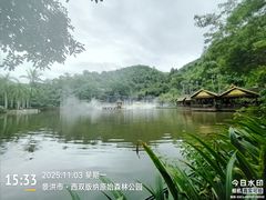 -西双版纳原始森林公园
