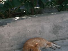 -知亘茶食