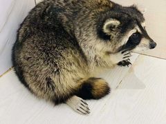 -浣熊柯尔鸭土拨鼠·电玩咖