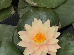 -上海鲜花港