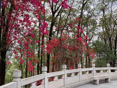 -红花山公园