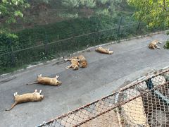 -大连森林动物园