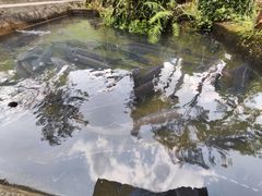 -源泉冷水鱼庄(小鱼洞店)