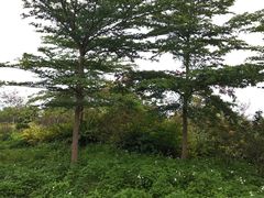 -飞来湖湿地公园