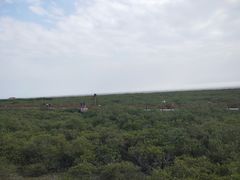 -北海金海湾红树林生态旅游区