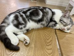 -李小姐の猫咖啡馆(五角场店)