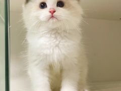 -lincat·猫舍(广州店)